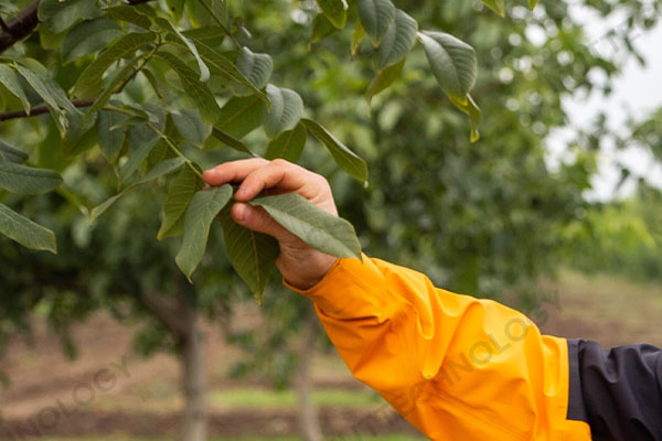 Blog - Preparation for the season. What is needed for a nut orchard that is beginning to bear fruit