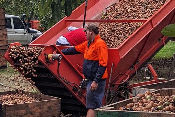 Blog - Die Bedeutung der Nusstrocknung auf Obstplantagen: Qualitätserhalt und Ertragsmaximierung